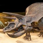 Cleveland Museum of Natural History