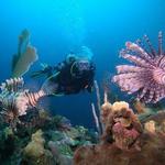 Aquatica Dive & Surf