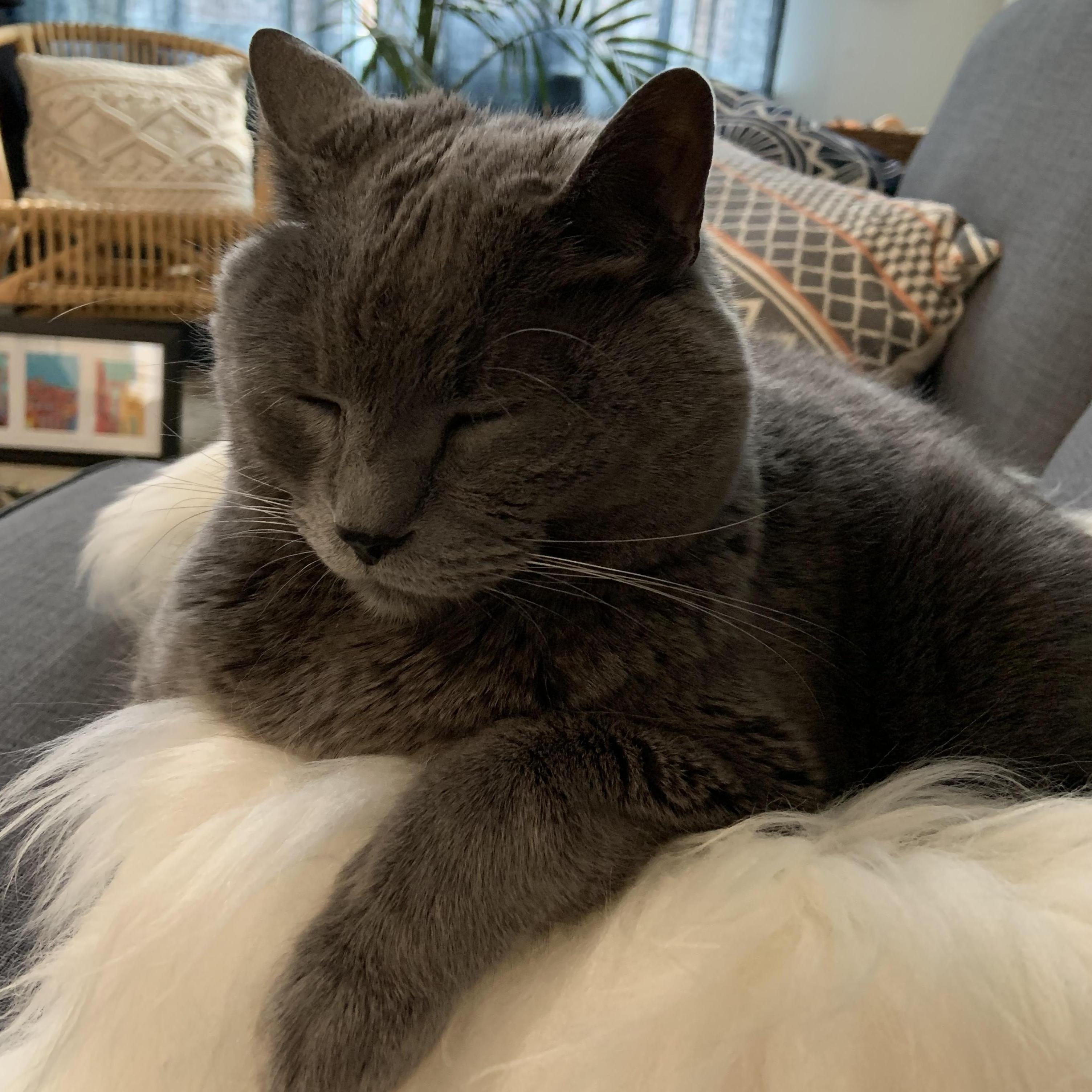 Our cat Dorian