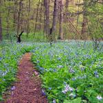 Bowman's Hill Wildflower Preserve