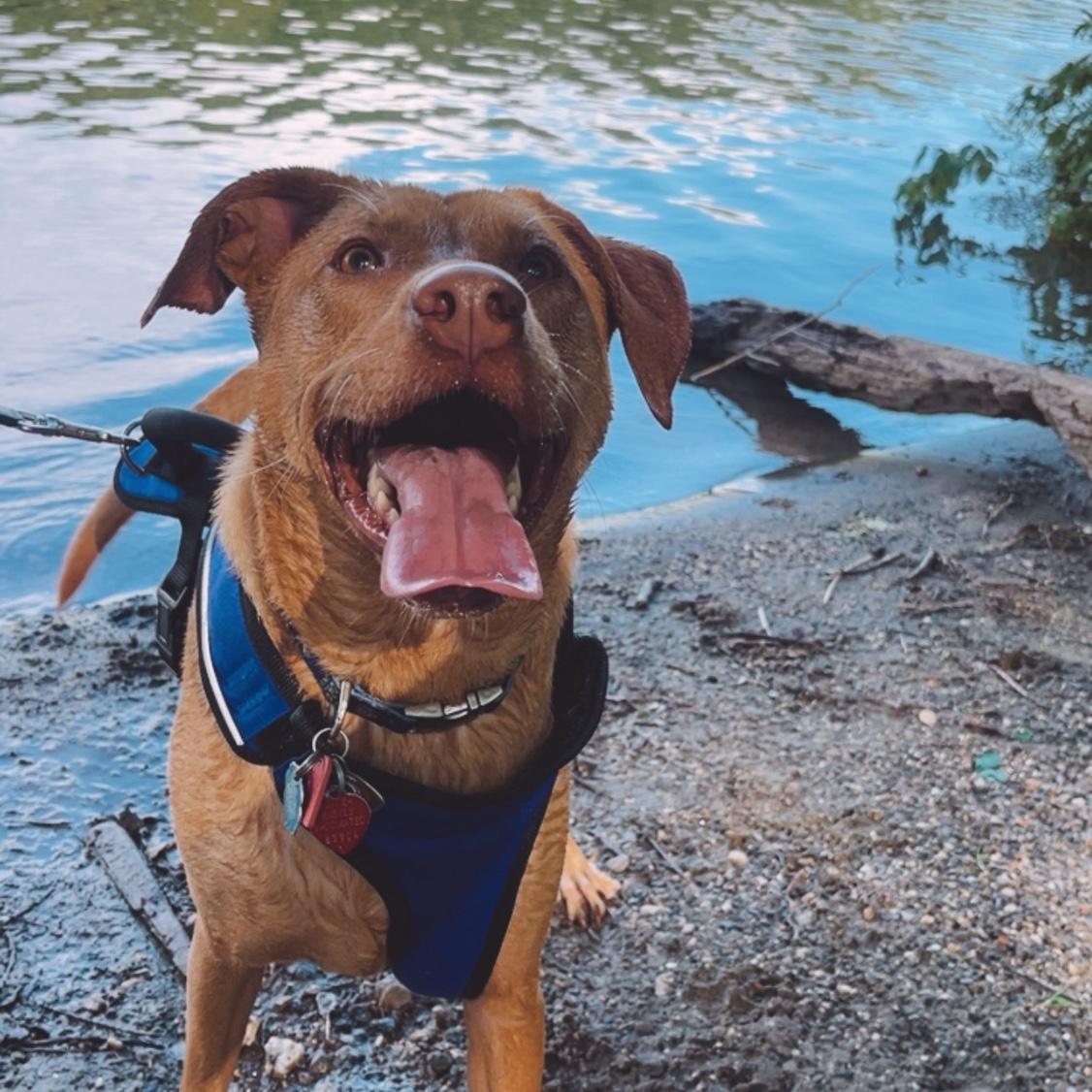 Water dog Rylee!