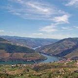 Pinhão