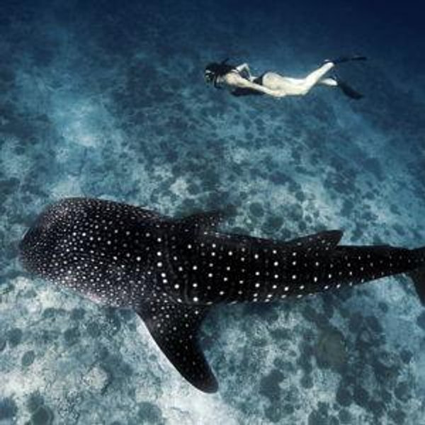Whale Shark Snorkle Tour