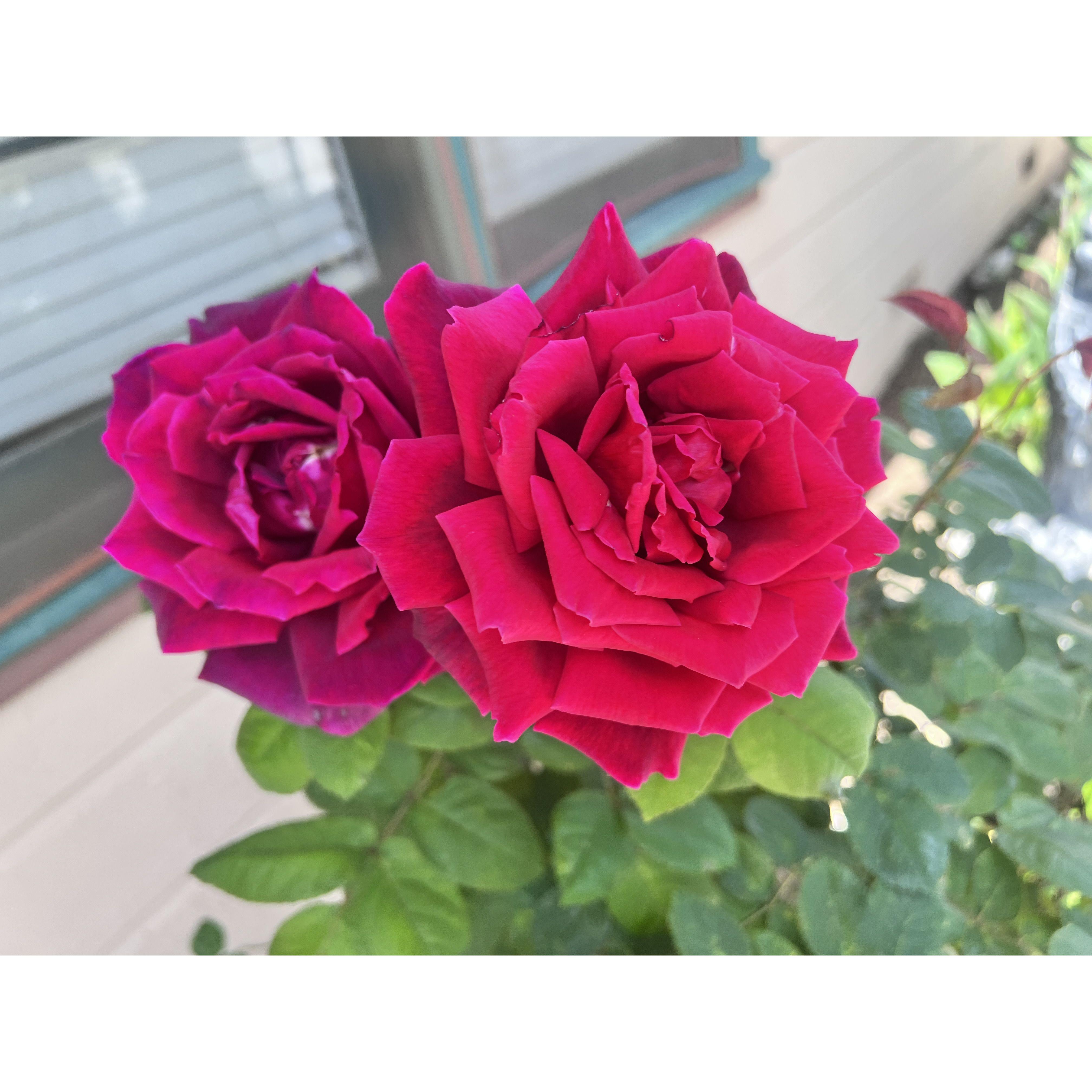 Also in bloom is our garden of flowers, fruits, and vegetables!