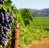Qualusi Vineyards