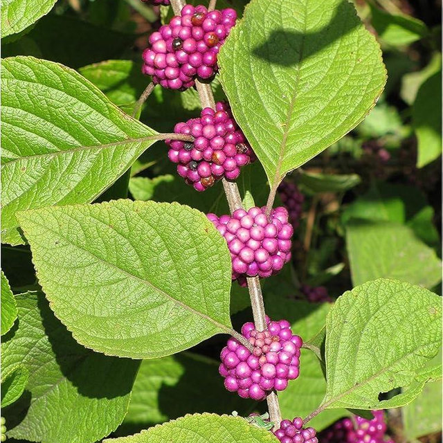 American Beautyberry | 3 Live Plants | Callicarpa Americana | Drought-Tolerant, Vibrant Purple Berries, Attracts Birds & Butterflies | Easy to Grow