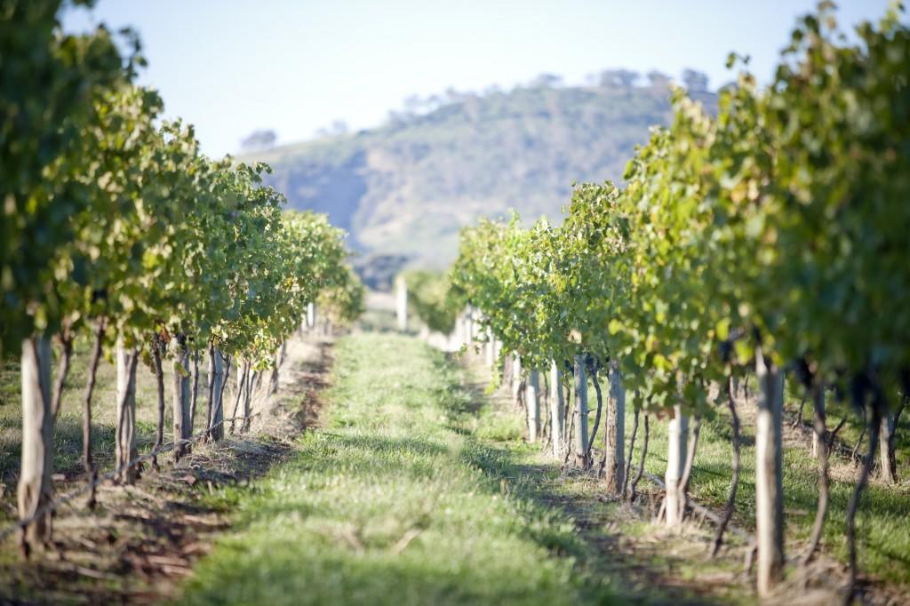 The Wedding Website of Nicole McAuliffe and Mitchell Williams