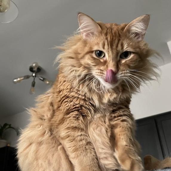 Our beloved second son, Chico.