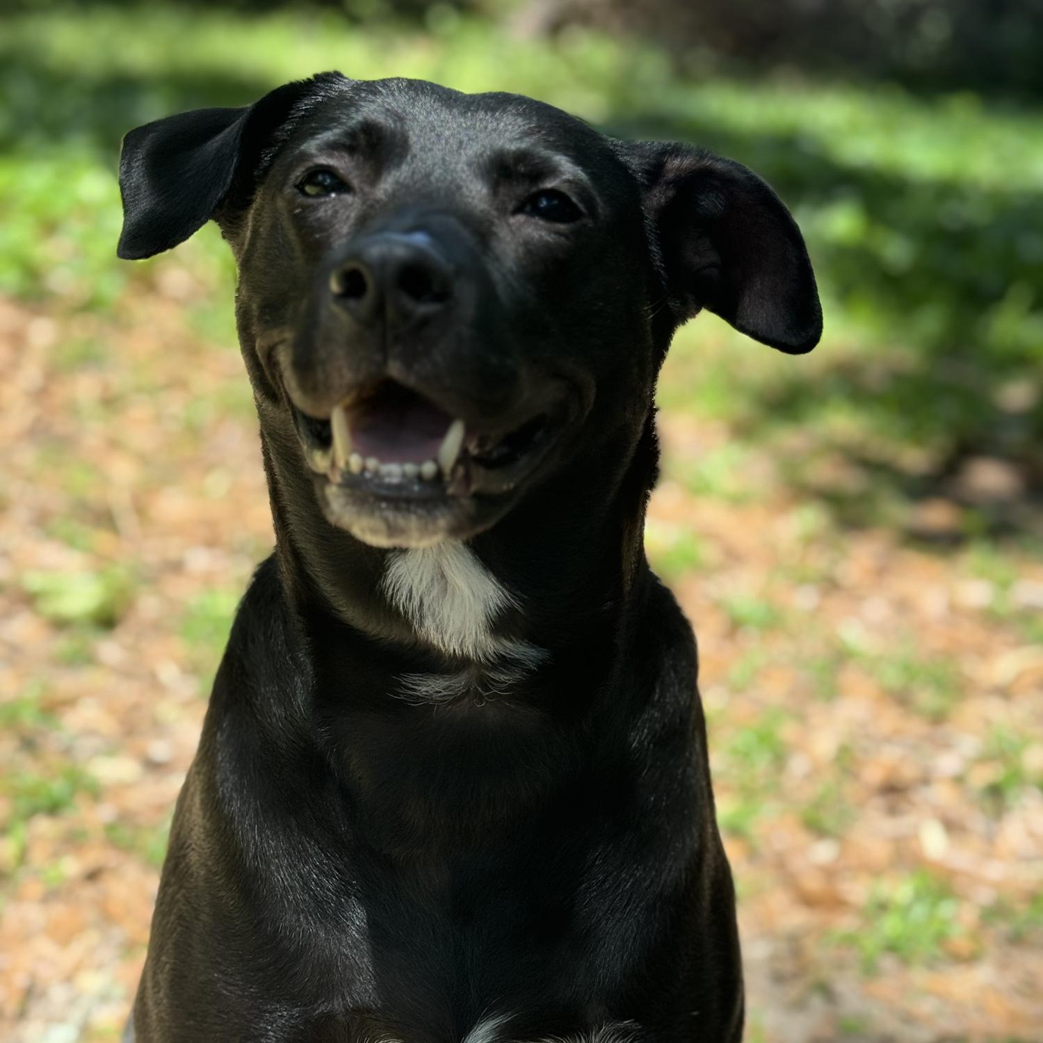 Mya