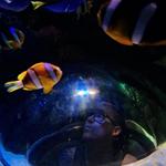 SEA LIFE Orlando Aquarium