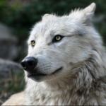 Wolf Sanctuary of PA