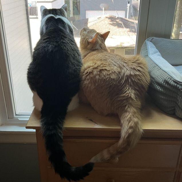 Mandatory cat photo :)