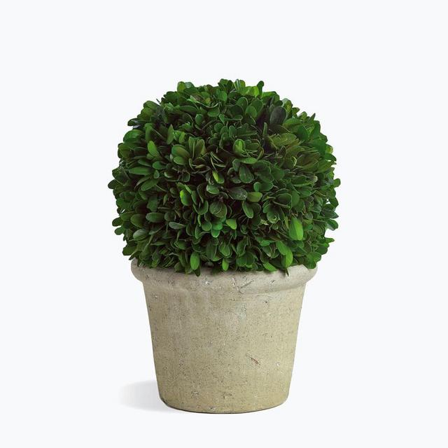 Preserved Boxwood Large Sphere In Ceramic Pot, 12"