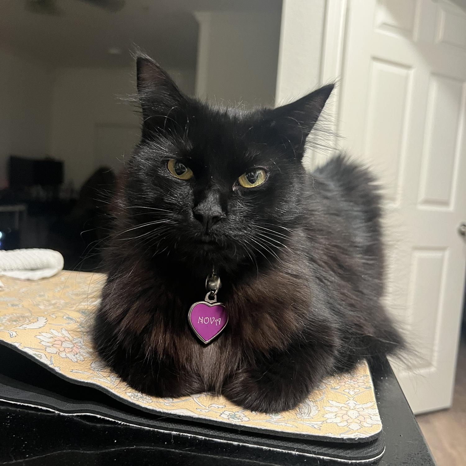 Our cat Nova