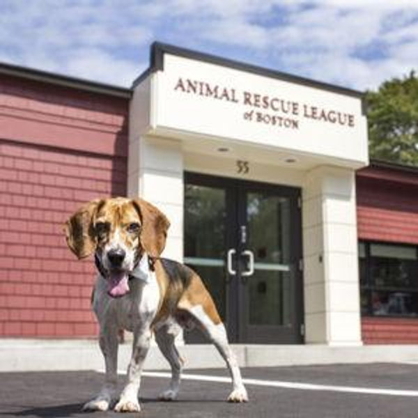 Animal Leauge of Boston