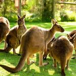 Healesville Sanctuary