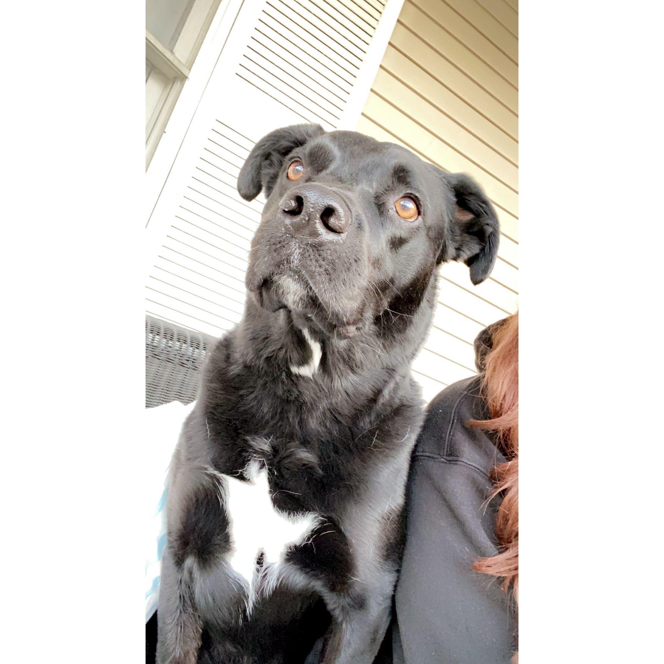 My beautiful Parker man AKA Martian dog