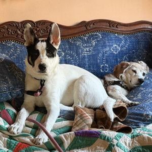 Dog Boarding (2 dogs, 14 nights)