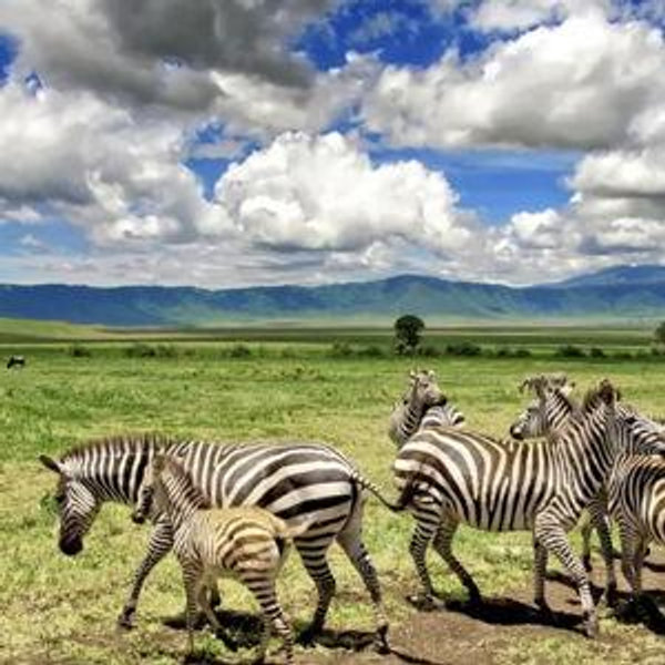 Honeymoon in Tanzania