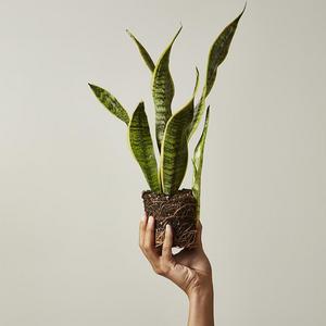 Snake Plant Laurentii