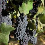 Callaway Vineyard & Winery
