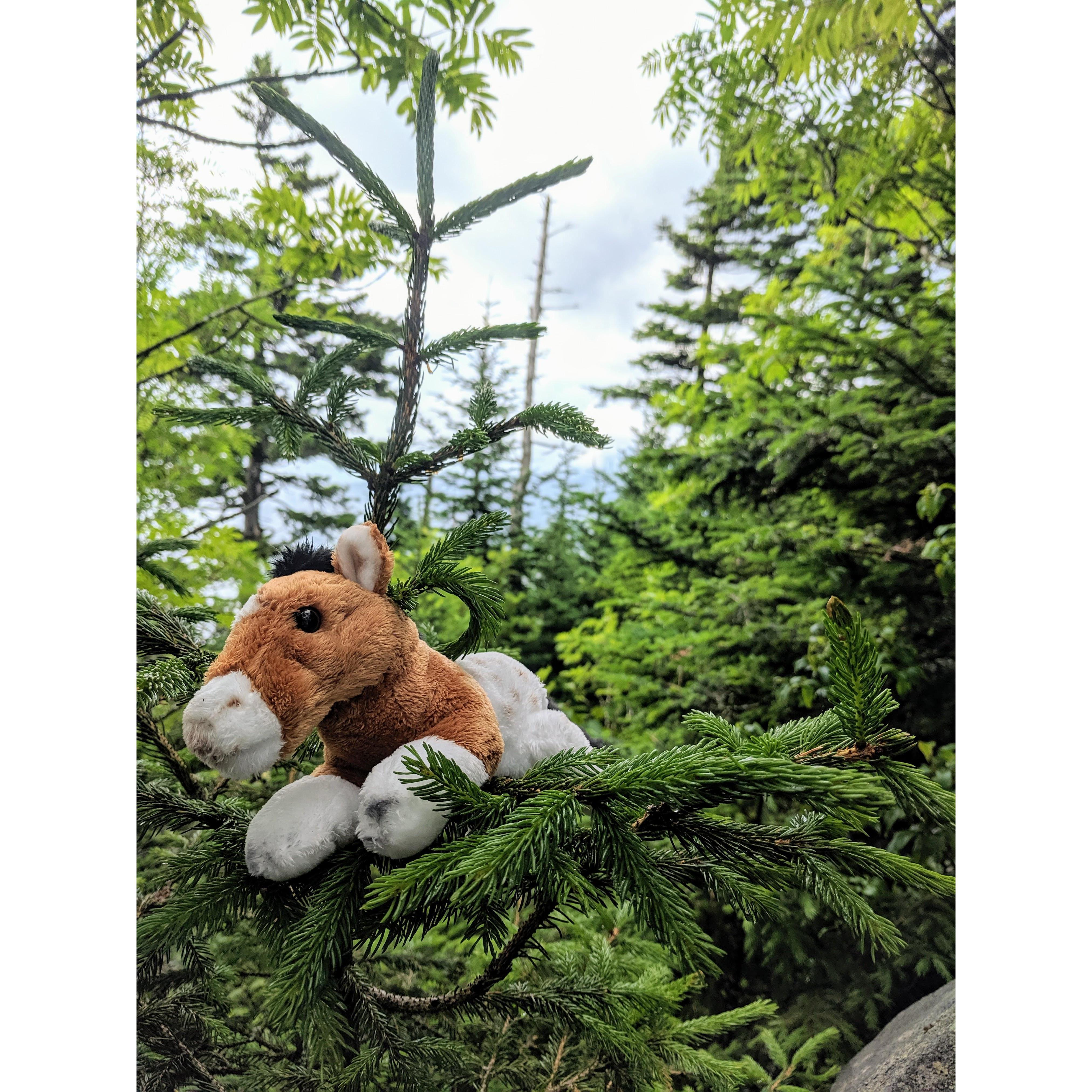 Francisco the Adventure Horse joins us on all our hikes!