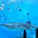 Georgia Aquarium