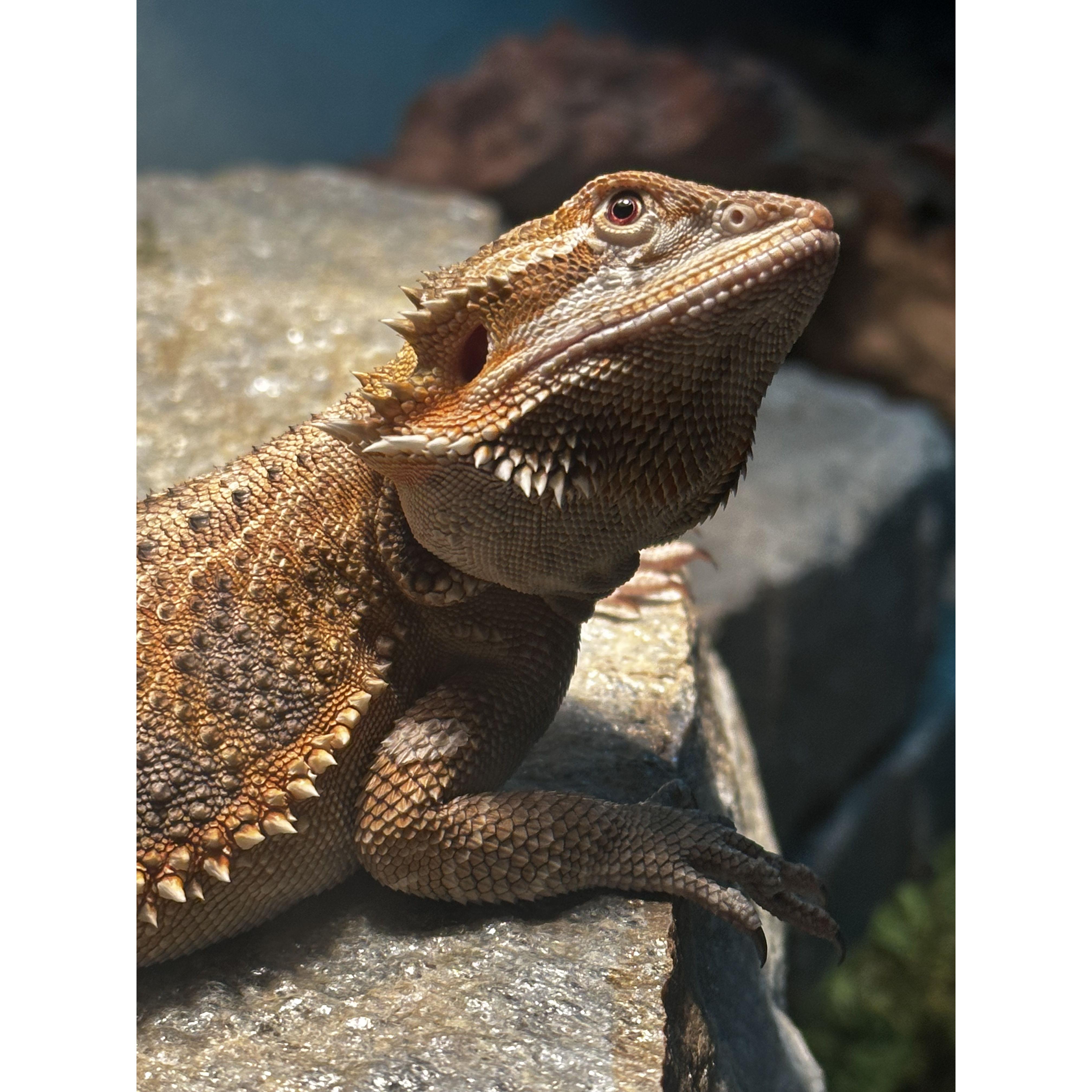 Puff, our magic dragon