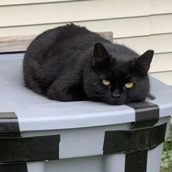 Mel & Ian's Feral Cat Colony Donation