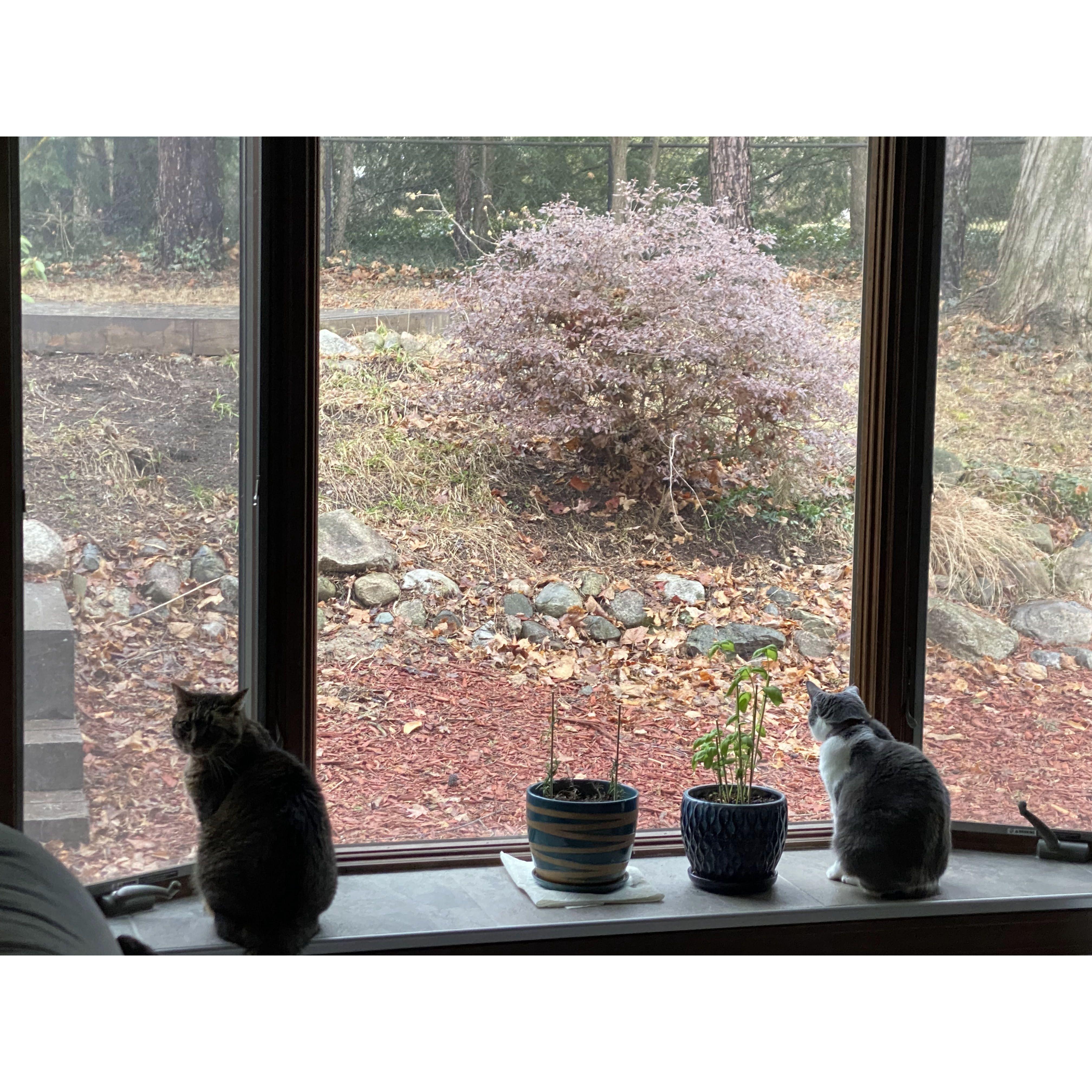 Our watch kitties keeping an eye on the squirrels in the backyard, Norby on the left and Layla on the right.
