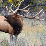 Big Game Archery Season Opener