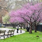 McCarren Park