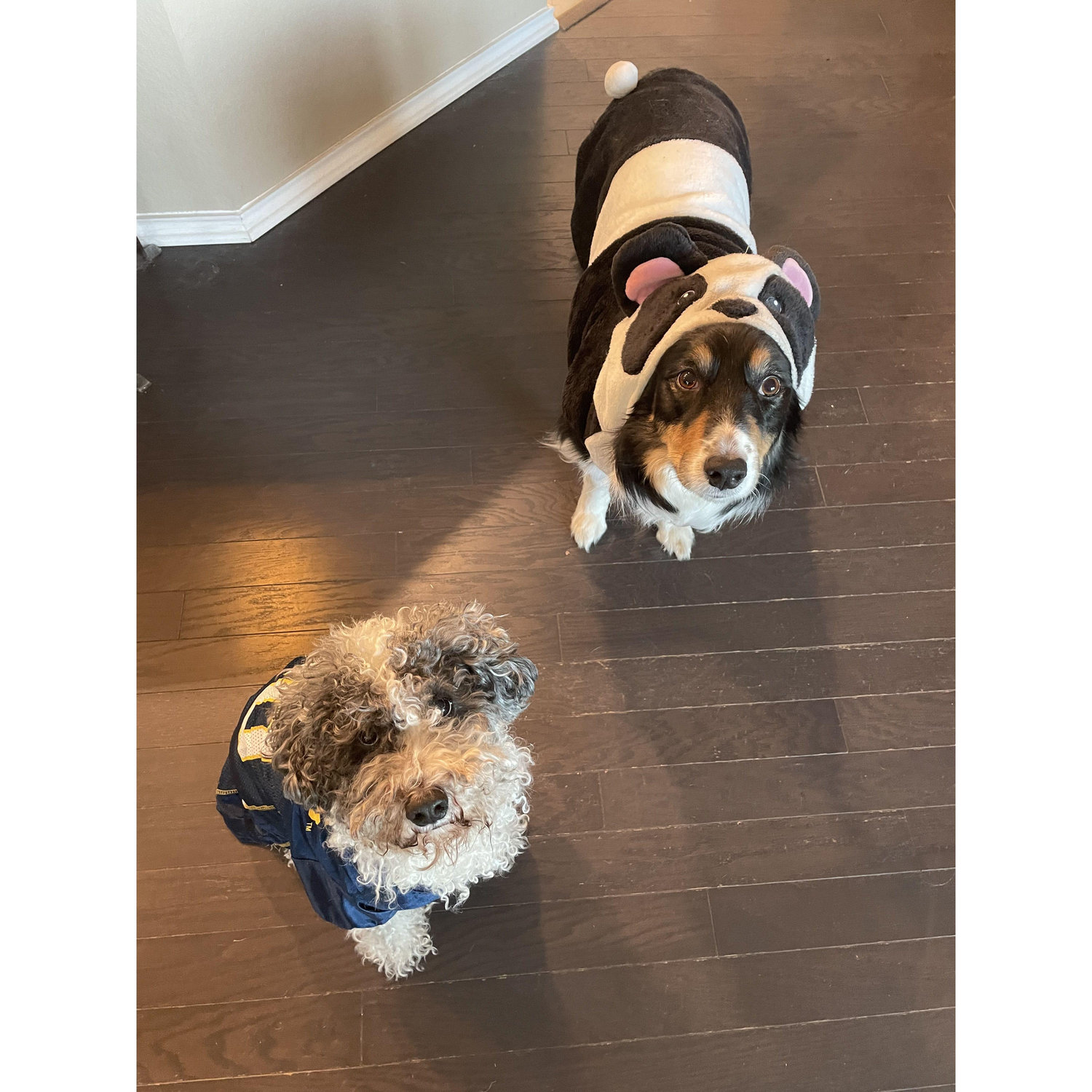 Our pups - Tucker (left - Kyle's) and Sadie (right - Katie's) are already thick as thieves. Here is them at Halloween as a Michigan football player and a panda