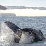Morro Bay Whale Watching