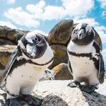 Boulders Penguin Colony