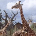 Cheyenne Mountain Zoo