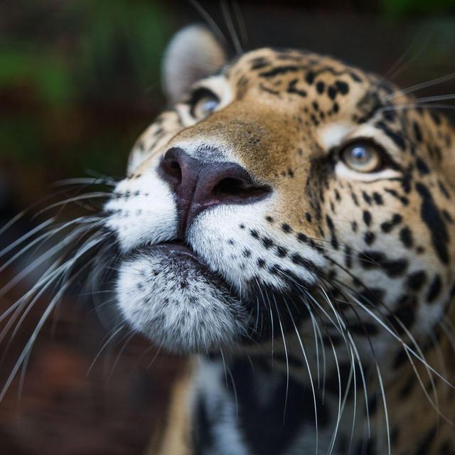 Rainforest Foundation US protects rainforests in partnership with indigenous peoples since 1989