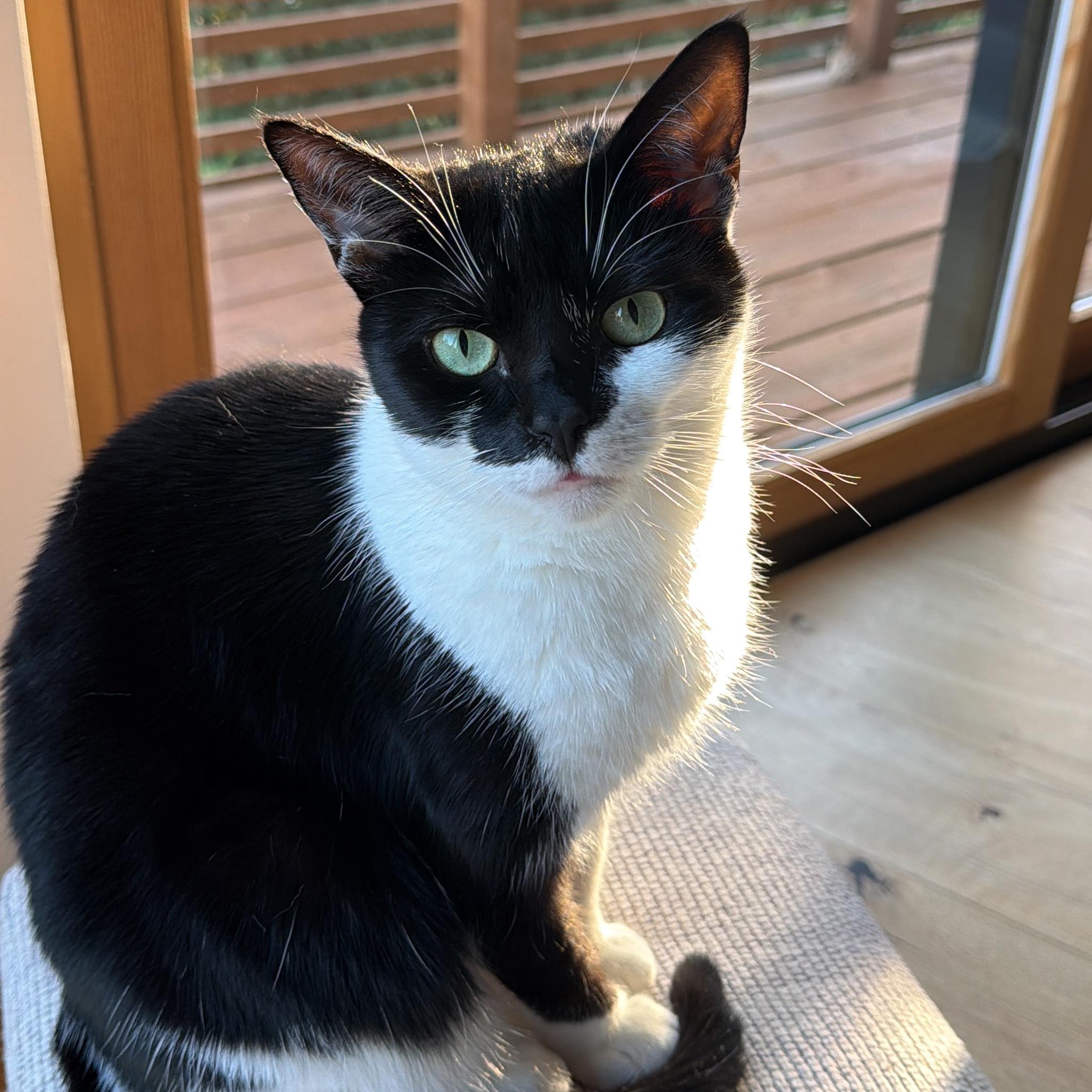 Pet Hotel For Our Honeymoon