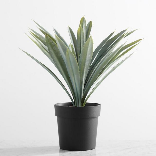 Potted Succulents,Large,Faded Stripe Agave