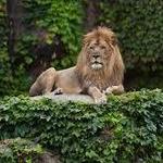 OTHER: Lincoln Park Zoo