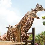 Gulf Breeze Zoo