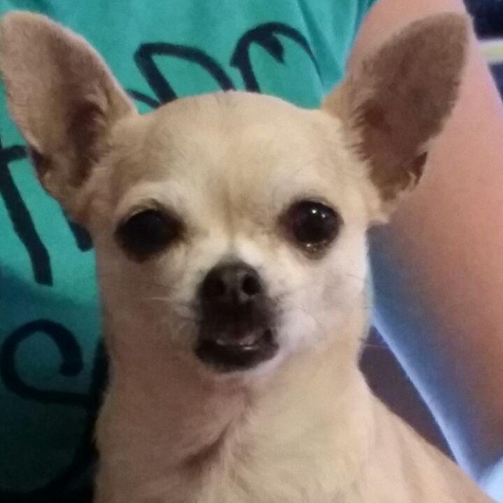 This is Meggie, my sister's dog