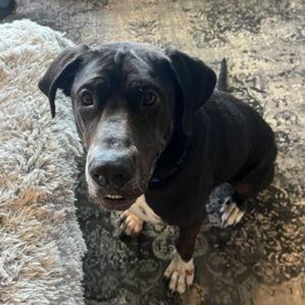 Ocean's Treat & Toy Fund