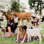 901 Goat Yoga
