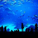 Aquarium of the Pacific