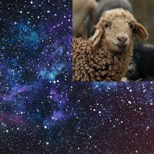 Quarter-of-a-Sheep!