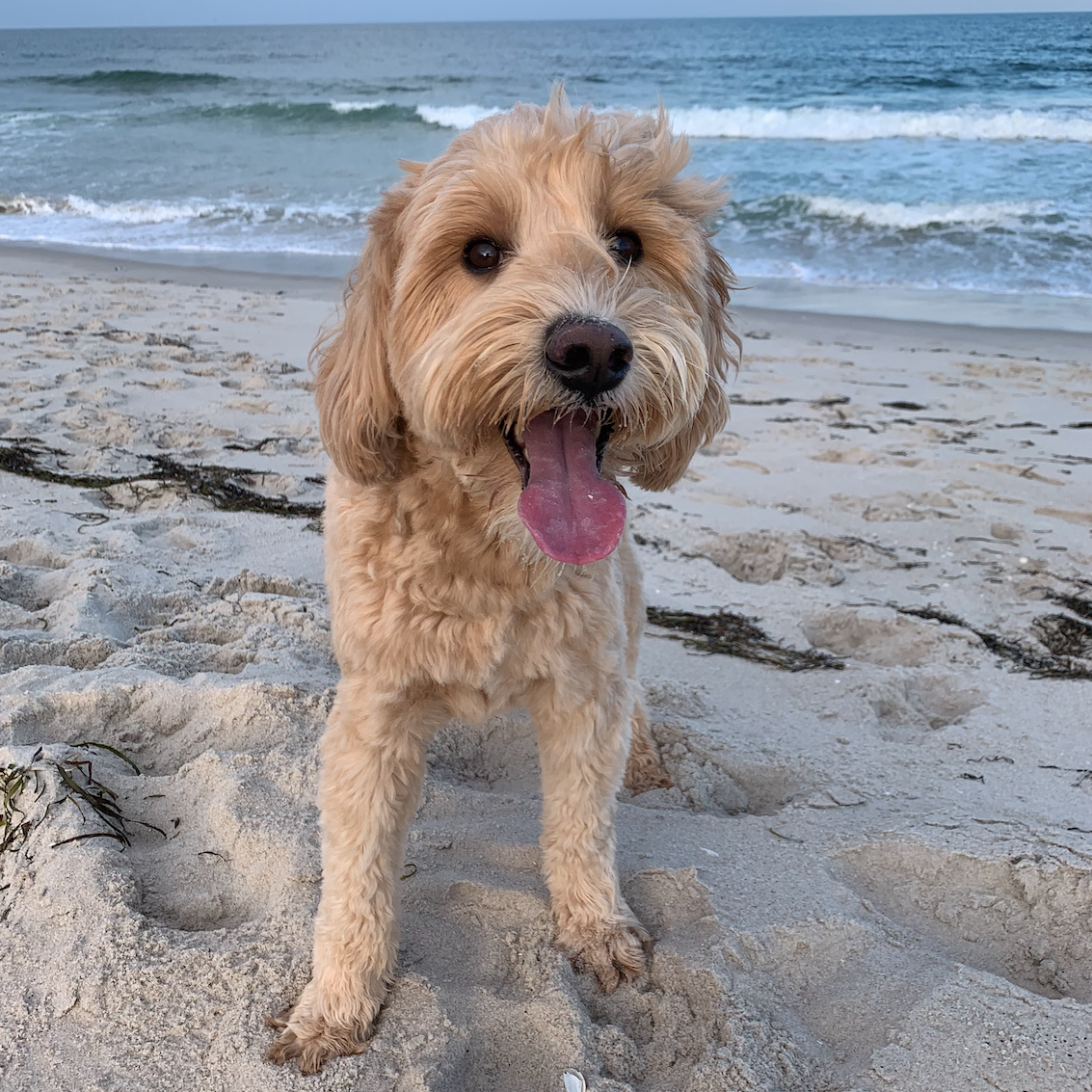 Happiest Hobie boy on Long Beach Island