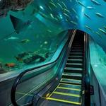 OdySea Aquarium