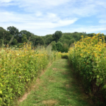Avalon Nature Preserve