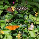 Butterfly Wonderland